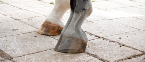 calcium knochen pferd