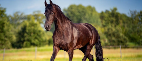 Longieren – Effektives Training für Balance, Muskelaufbau & Rittigkeit
