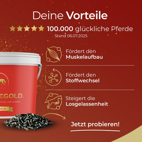 Das Pferdegold® Trainingsbundle - Nerven, Gelenke, Mineral, Muskeln: Pferdefutter mit Vitaminen, Mineralien und Omega-3 unterstützt Muskelaufbau, Stoffwechsel und Geschmeidigkeit. Das Vertrauen von 100.000 glücklichen Pferden.