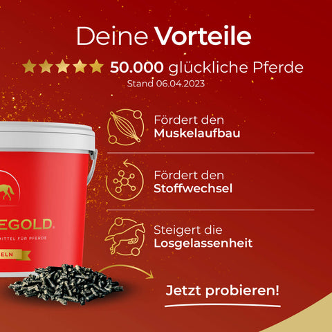 Ein roter Eimer Pferdegold® Sport Balance Bundle Pferdefutter steht neben schwarzen Pellets; Ausdauer, Muskelaufbau und optimale Magnesiumversorgung sind auf einem roten, goldfarbenen Hintergrund hervorgehoben.