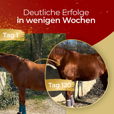 Seite an Seite Vergleich eines Pferdes am Tag 1 und am Tag 120, der eine sichtbare Verbesserung der Körperkondition dank Muskeln von Pferdegold für eine optimale Muskelentwicklung zeigt.