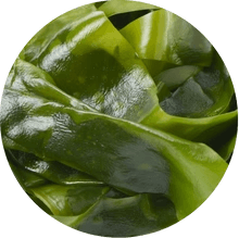 Spirulina