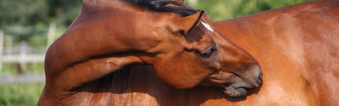 Magengeschwüre beim Pferd » Behandlung & Vorbeugung