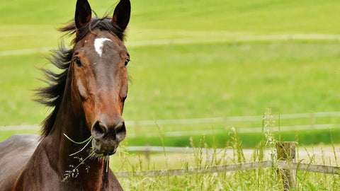 Kolik beim Pferd: Bauchschmerzen erkennen, richtig handeln & vorbeugen