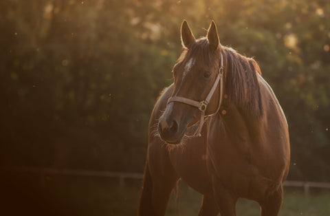 Selen beim Pferd: Das lebenswichtige Spurenelement für Muskulatur, Immunsystem und Stoffwechsel