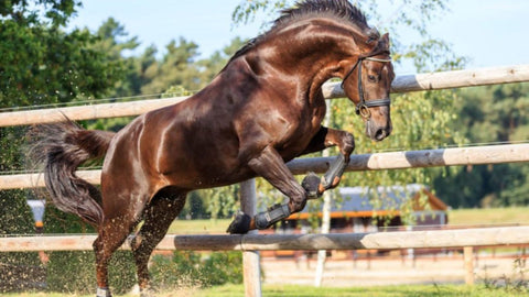 Muskelaufbau beim Pferd – So klappt’s!