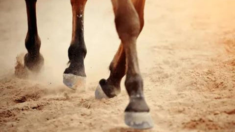 Einschuss beim Pferd: Phlegmone erkennen, behandeln & vorbeugen