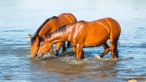 Pferde und Hitze – 8 coole Tipps für heiße Tage