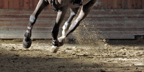 Spat beim Pferd: Sprunggelenksarthrose erkennen, behandeln & vorbeugen