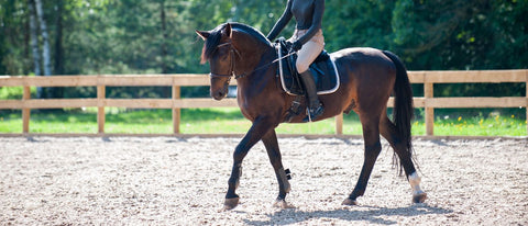 Magnesium beim Pferd: Der unterschätzte Mineralstoff für Nerven, Muskeln und Leistung