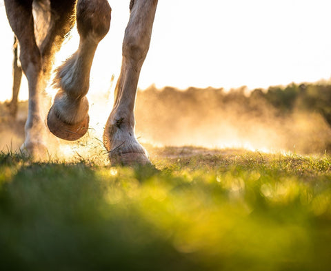 Grundmineralisierung beim Pferd: Die unterschätzte Basis für Gesundheit und Leistung