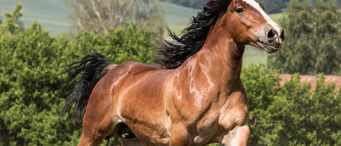 Muskelaufbau beim Pferd, Übungen und Nahrung