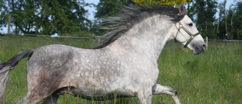 Trainingsplan für Pferde