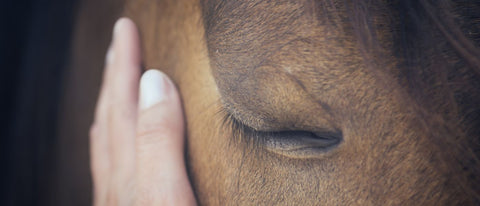 Sarkoid beim Pferd: Expertentipps zu Ursachen & Therapie