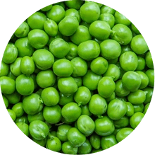 Erbsenprotein