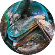 Grünlippmuschel / Muschelfleischmehl