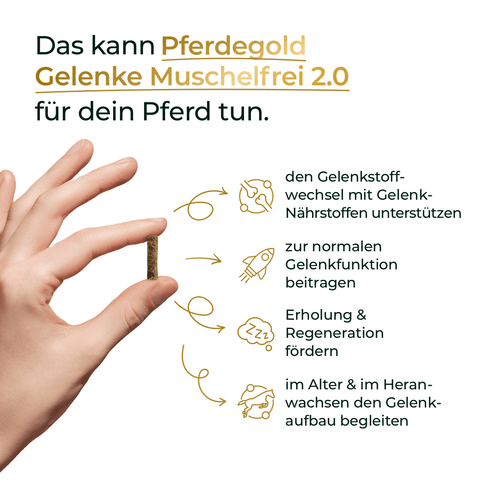 Hand hält ein Futterstück; daneben die Vorteile von Pferdegold Gelenke Muschelfrei 2.0: unterstützt optimal die Gelenke, Sehnen und Bänder Ihres Pferdes.