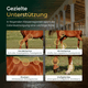 Vier Pferdefotos zeigen Gelenke - Vorderbeine, Hinterbeine, Rücken und Hufe - zur Unterstützung der Gelenke mit Pferdegold® Gelenke Muschelfrei Nachfüllpack 3kg.