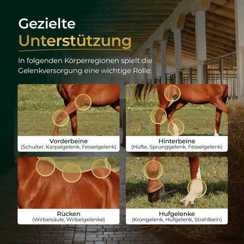 Die Infografik zum Pferdegold® Gelenke Muschelfrei Nachfüller 3für2 zeigt Pferde und hebt Schultern, Rücken sowie verschiedene Bein- und Hufgelenke hervor, um diese gezielt zu unterstützen.