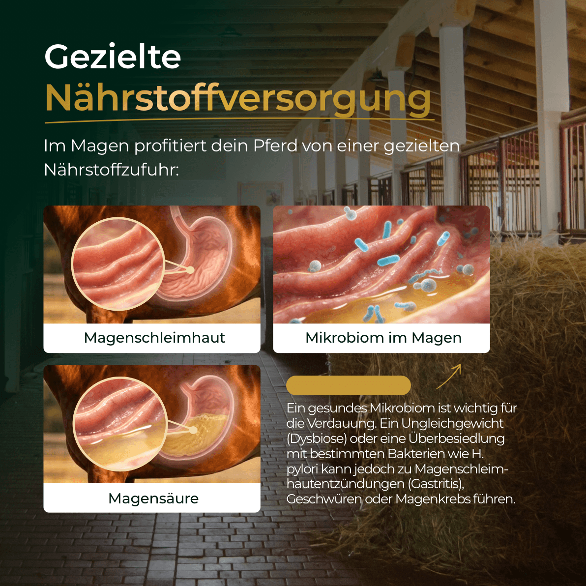 Infografik "Magen" von Pferdegold: Mit Illustrationen zu Magenschleimhaut, Pferdemagen und Mikroben - ideal zur Ergänzung Ihres Wissens rund um Supplemente und Fütterung beim Pferd.