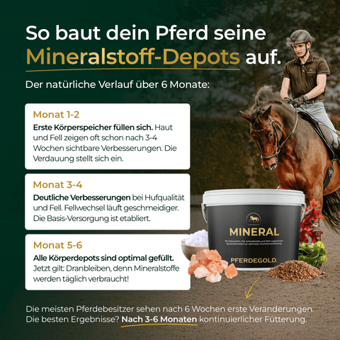 Eine Frau reitet ein braunes Pferd neben einem 3kg-Becher Mineral 2.0 Nachfüllpack von Pferdegold®, das als 6-Monats-Mineralergänzung für Pferde beschrieben wird.