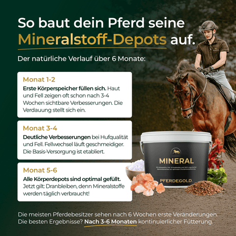 Ein Pferd mit Reiter, eine Dose „Pferdegold® Mineral Nachfüller 3für2“ und ein Text, der einen 6-monatigen Plan für die Mineralstoffergänzung bei Pferden beschreibt.