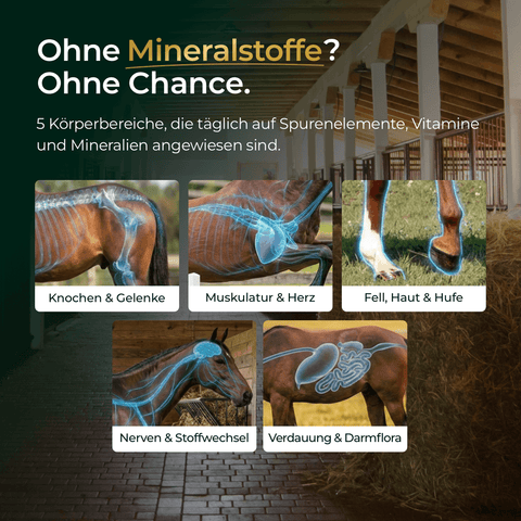 Eine Collage zeigt ein Pferd und fünf mineralstoffunterstützte Körperbereiche - Knochen, Muskeln, Haut, Nerven und Verdauung - mit Pferdegold® Mineral 2.0 Nachfüllpack 3kg.