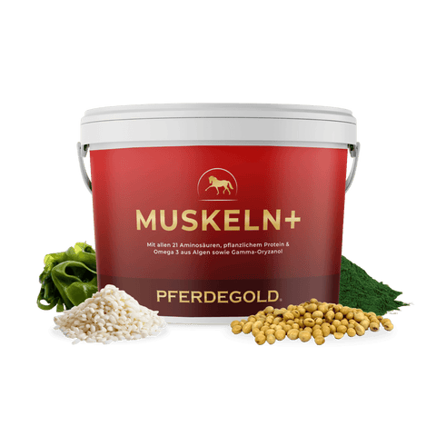 „Muskeln+“-Dose von Pferdegold mit Pferdelogo, umgeben von Körnern, Bohnen und grünem Pulver auf weißem Hintergrund – ein hochwertiges Pferdefutter, das speziell zur Stärkung der Pferdemuskulatur entwickelt wurde.