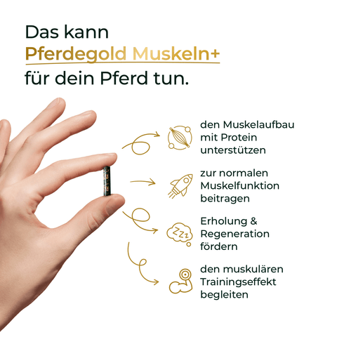 Hand hält eine Kapsel, daneben Text: Vorteile von Pferdegold® Muskeln+ Nachfüller 3für2 für Pferde, mit Icons und Stichpunkten.