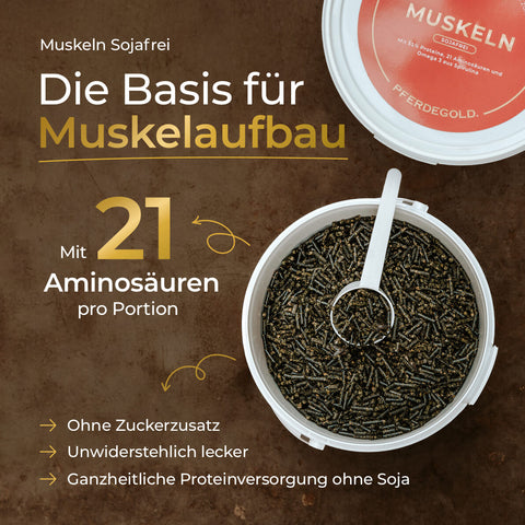 Eine Dose Pferdegold Muskeln 2.0 Sojafrei Proteinpellets mit 21 Aminosäuren unterstützt den gesunden Muskelaufbau bei Pferden - ein sojafreies Premiumfuttermittel für starke Muskeln.