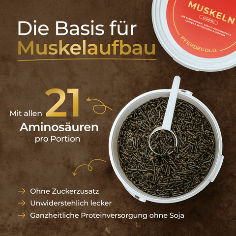 Offene Dose mit dunkelbraunen Pellets mit einer Schaufel, beschriftet mit "Pferdegold Muskeln 2.0 Sojafrei", ideal für Muskelaufbau und Kraft bei Pferden, mit Aminosäuren zur Unterstützung der Pferdemuskeln.