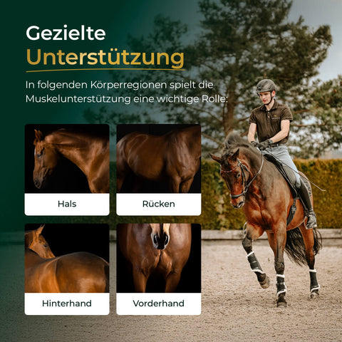 Ein Reiter auf einem Pferd mit beschrifteten Bildern von Hals-, Rücken-, Hinterhand- und Vorhandmuskeln - perfekt, um etwas über die Anatomie der Pferdemuskeln zu lernen und Ihr Wissen über Pferdegold Muskeln 2.0 Sojafrei zu maximieren.
