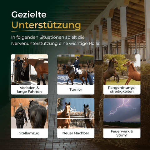 Sechs Bilder zeigen, in welchen Situationen Pferdegold® Nerven 2.0 Nachfüllpack 3kg Ihr Pferd unterstützen kann: Transport, Turnier, Streit, Umzug, neuer Nachbar und Sturm.