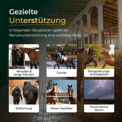 Sechs Bilder von Pferden in verschiedenen Situationen wie Transport, Wettkampf und Sturm - ideal, um zu zeigen, wann Pferdegold Nerven+ mit Tryptophan zur Beruhigung und Unterstützung der Nerven für Pferde gebraucht wird.
