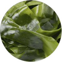 Spirulina