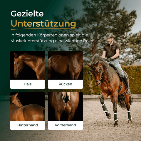 Ein Reiter auf einem braunen Pferd, mit Nahaufnahmen seiner definierten Muskeln - Hals, Rücken, Hinterhand und Vorderhand - dank Pferdegold® Sport Balance Bundle, das den Muskelaufbau und ausgewogene Aminosäuren unterstützt.