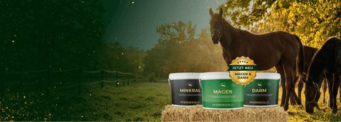 Unterstütze dein Pferd

während der

  Weidesaison

